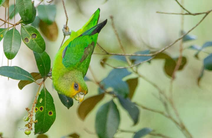 Apuim-de-cauda-amarela