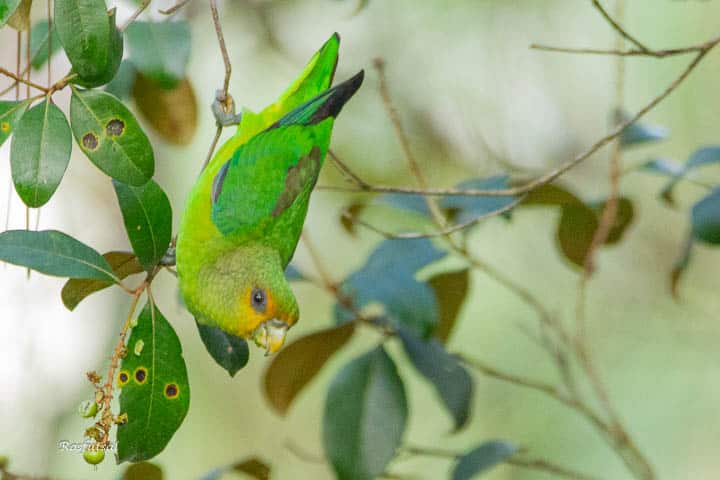 Apuim-de-cauda-amarela