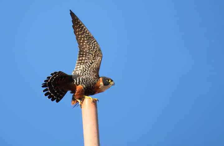 Falcão-de-peito-laranja