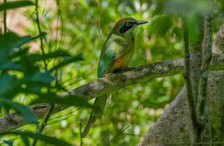 PASSARINHADA EM AFONSO CLÁUDIO: EM BUSCA DA JURUVA