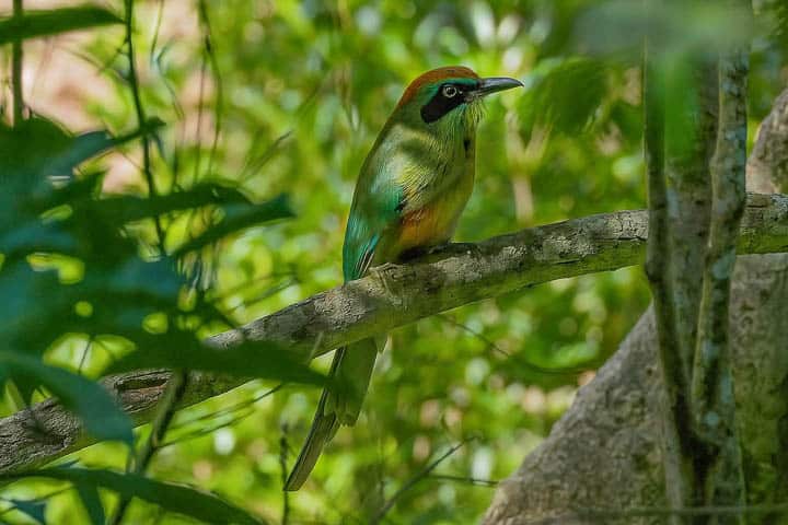 PASSARINHADA EM AFONSO CLÁUDIO: EM BUSCA DA JURUVA