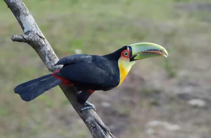 VIII PASSARINHADA OFICIAL/2025