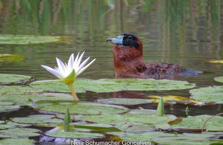 IX PASSARINHADA OFICIAL/2025 – AMOAVES