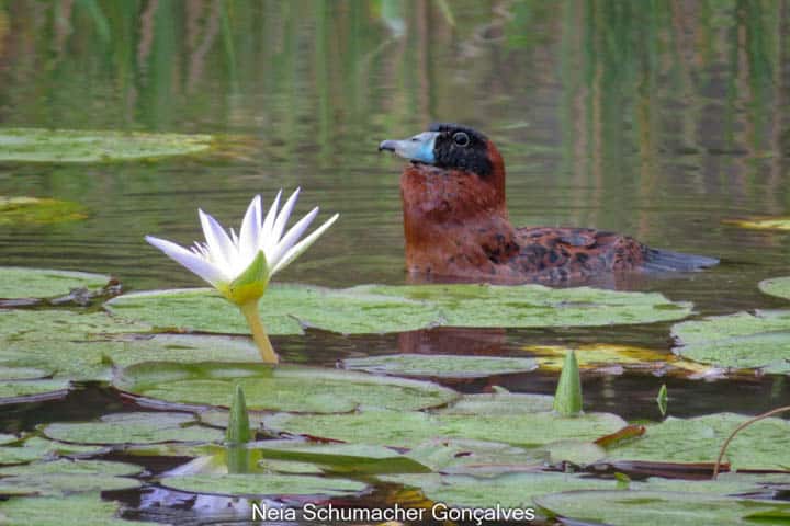 IX PASSARINHADA OFICIAL/2025 – AMOAVES