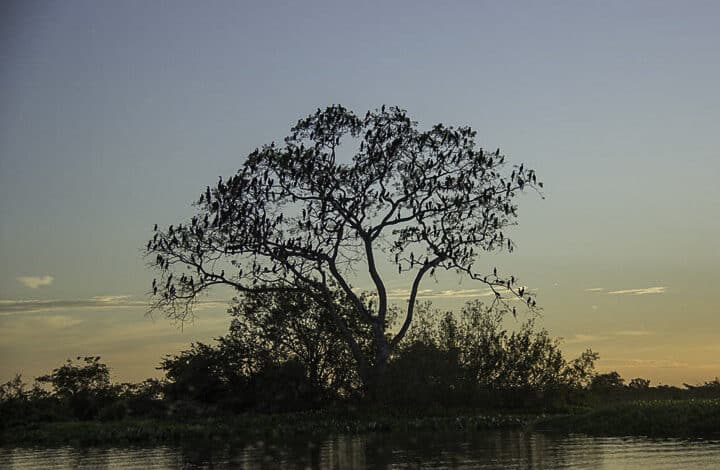 AVES CANORAS – UMA SINFONIA NA NATUREZA
