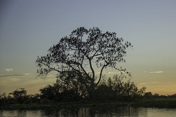 AVES CANORAS – UMA SINFONIA NA NATUREZA