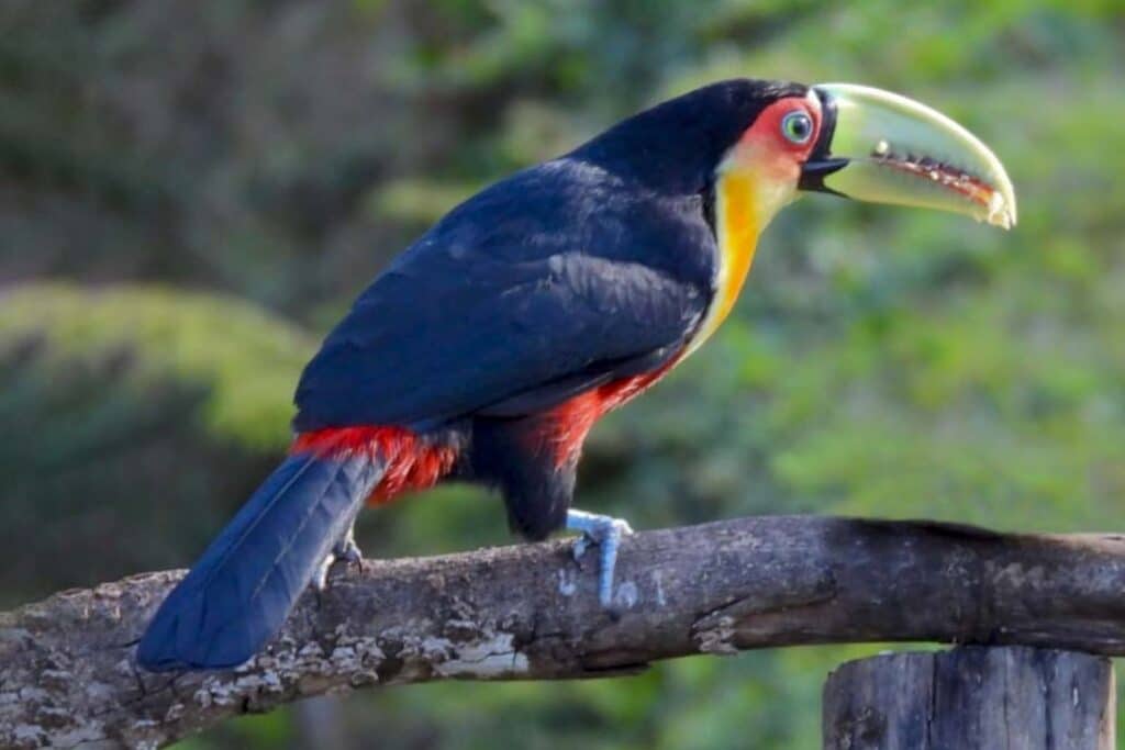 Tucano-de-bico- verde