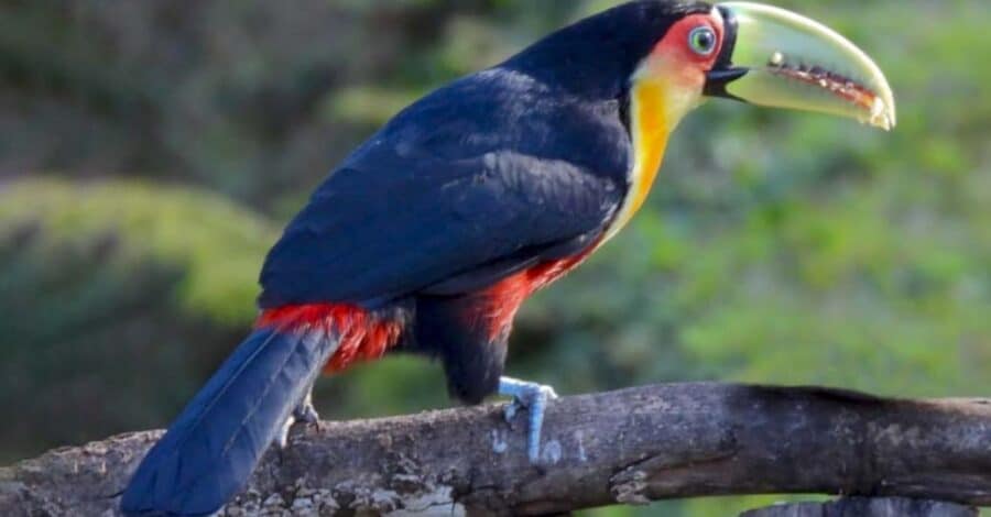 Tucano-de-bico- verde