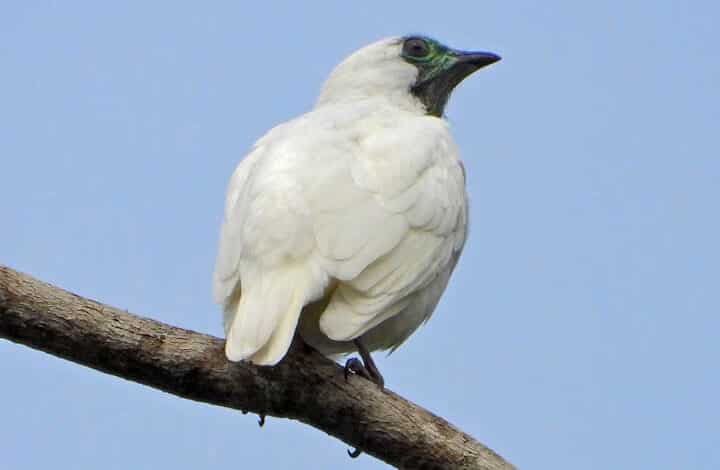 X PASSARINHADA OFICIAL DA AMOAVES