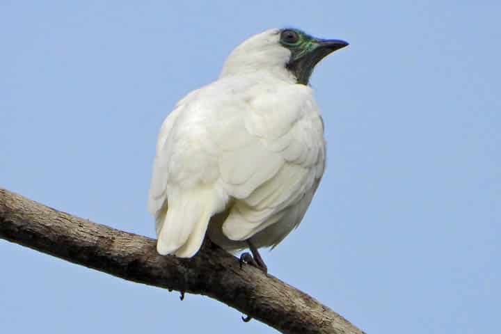 X PASSARINHADA OFICIAL DA AMOAVES