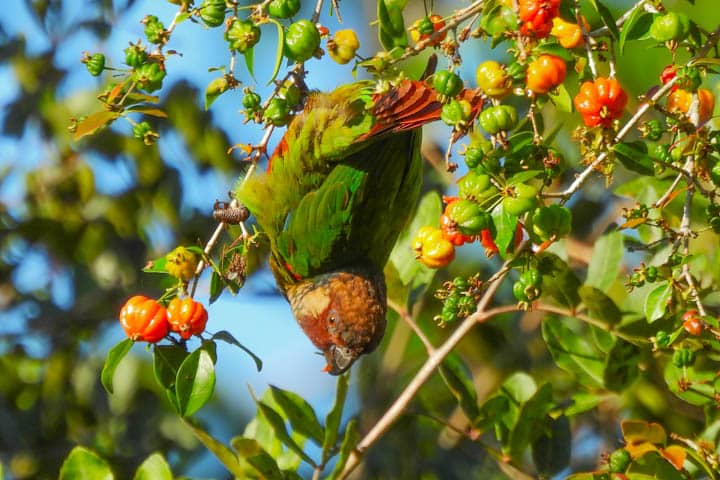 XI PASSARINHADA OFICIAL DA AMOAVES
