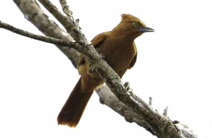 ASSOCIADO DA AMOAVES FAZ LIFER ESTADUAL