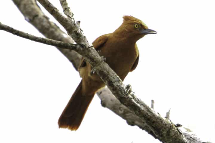 ASSOCIADO DA AMOAVES FAZ LIFER ESTADUAL