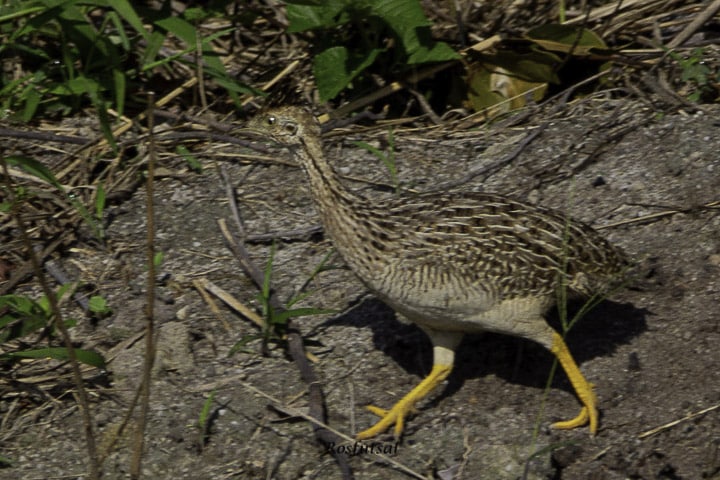 XII PASSARINHADA OFICIAL DA AMOAVES