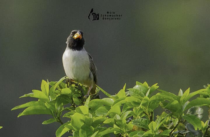 XIII PASSARINHADA OFICIAL DA AMOAVES-2025