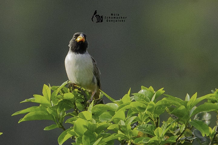 XIII PASSARINHADA OFICIAL DA AMOAVES-2025