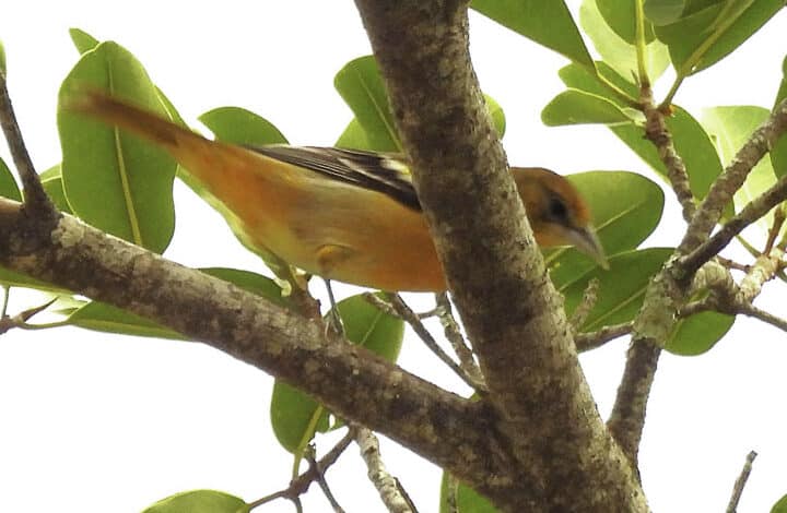 LIFER ESTADUAL: A EMOÇÃO QUE VIRA DADO CIENTÍFICO