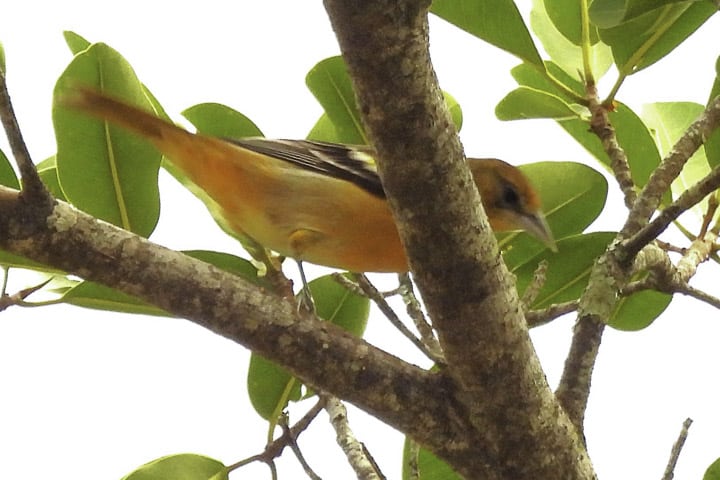 LIFER ESTADUAL: A EMOÇÃO QUE VIRA DADO CIENTÍFICO