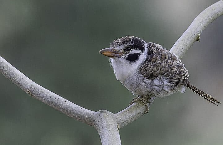 II PASSARINHADA OFICIAL DA AMOAVES – EM BUSCA DA BORRALHARA-ASSOBIADORA