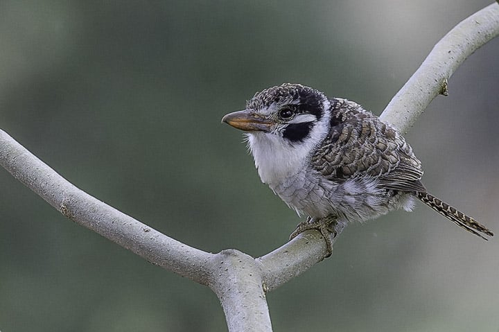 II PASSARINHADA OFICIAL DA AMOAVES – EM BUSCA DA BORRALHARA-ASSOBIADORA