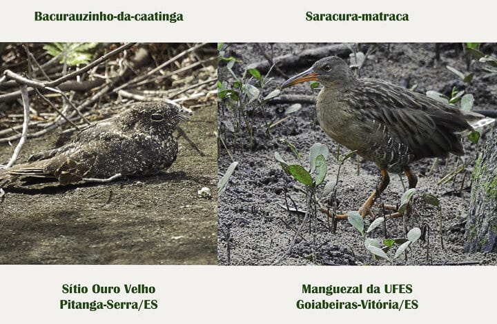 IV PASSARINHADA OFICIAL AMOAVES/26