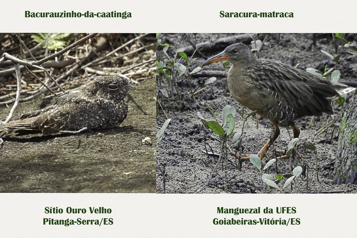 IV PASSARINHADA OFICIAL AMOAVES/26