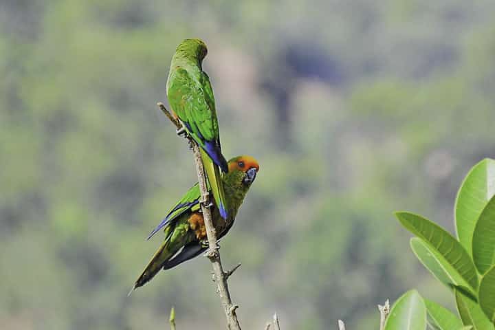 V PASSARINHADA OFICIAL DA AMOAVES/26