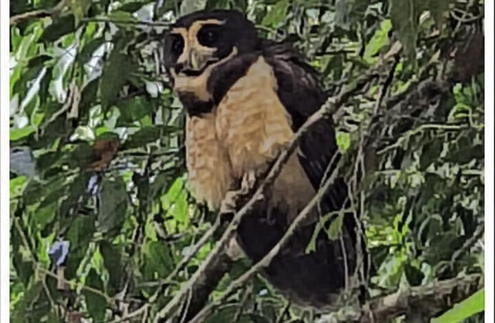 Murucututu-de-barriga-amarela