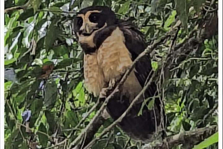 Murucututu-de-barriga-amarela